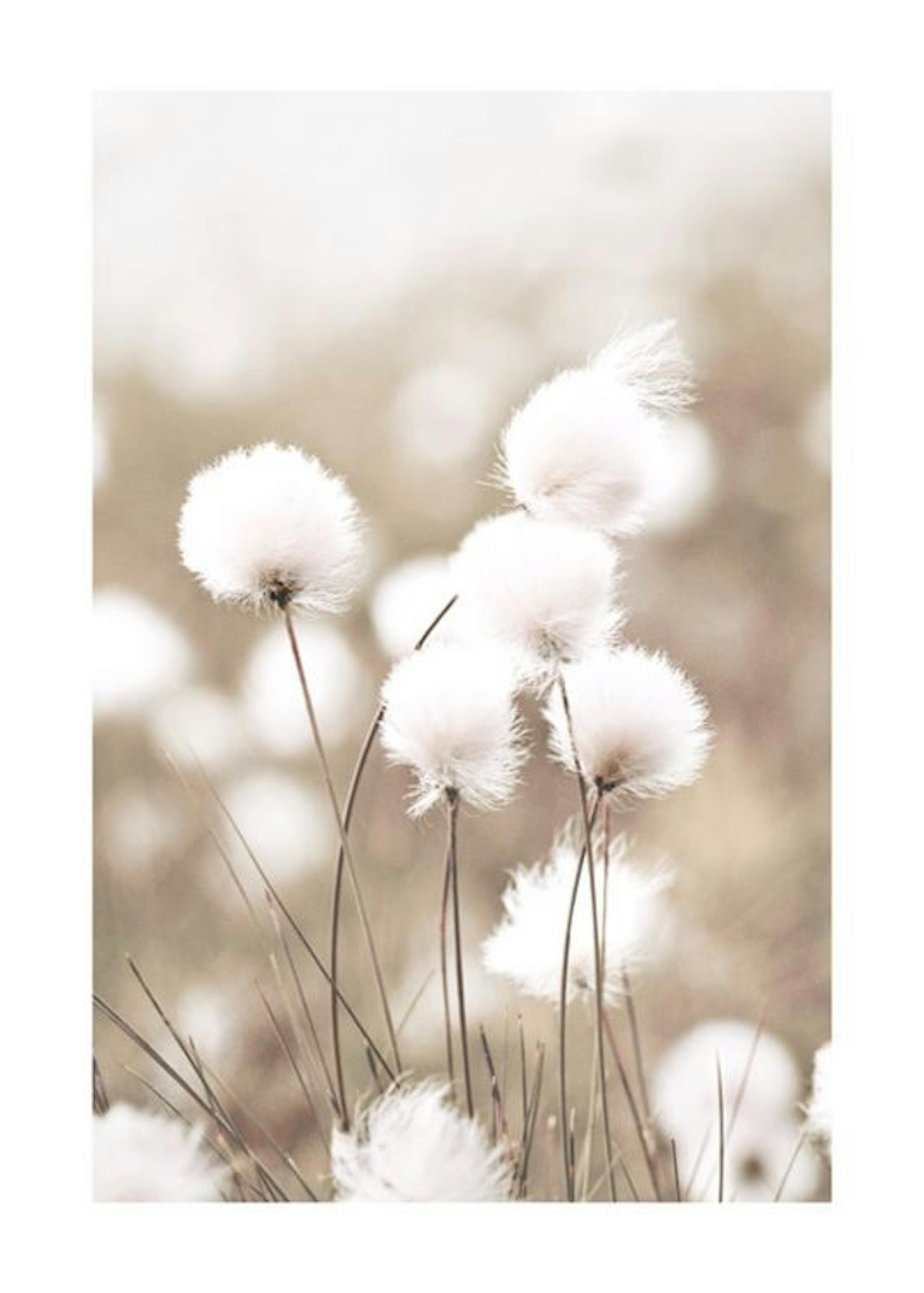 Cottongrass Print 0