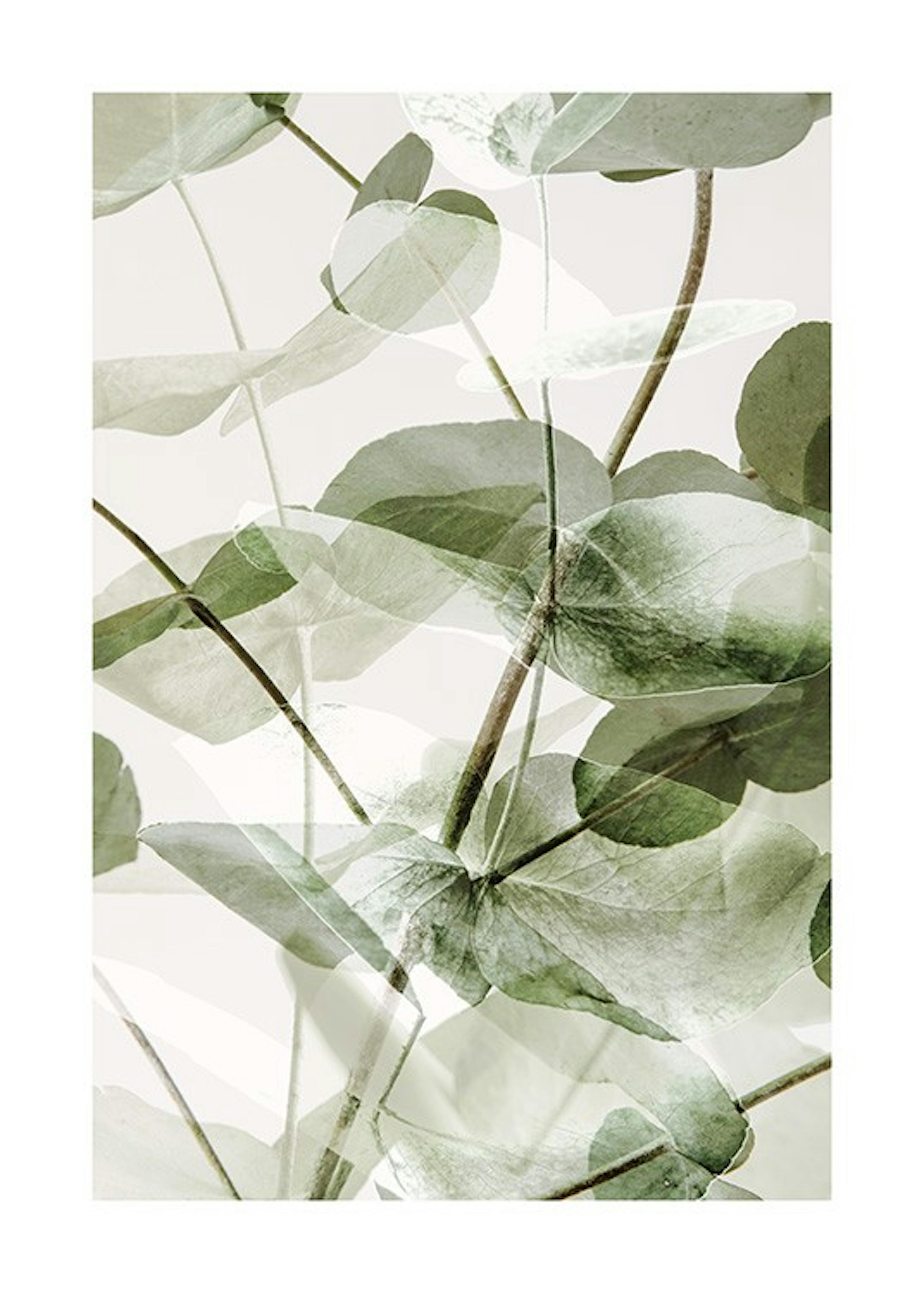 Eucalyptus Shades No1 Print 0