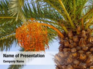 Date palm  PowerPoint Template