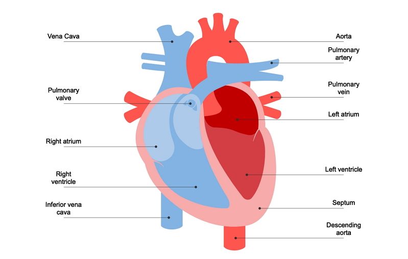 Basic Diagram Of The Heart