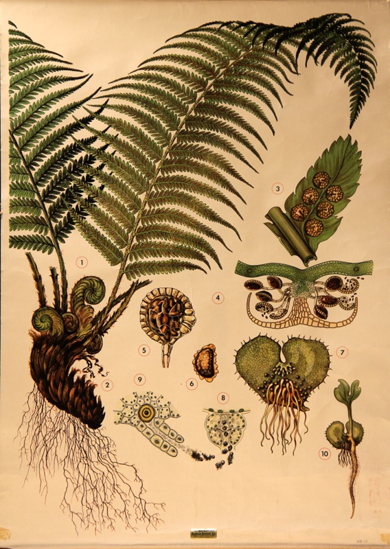 Fern, Pteridophyta; Jung-Koch-Quentell; 1975; WC-HB13 on eHive