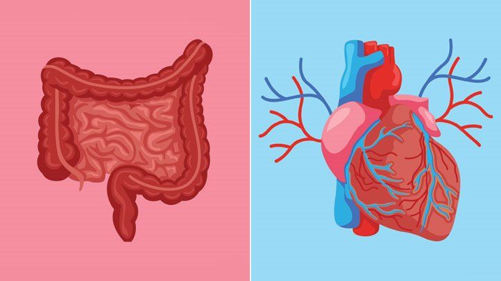 illustration of intestines and a heart, to represent a link between IBD and heart attack