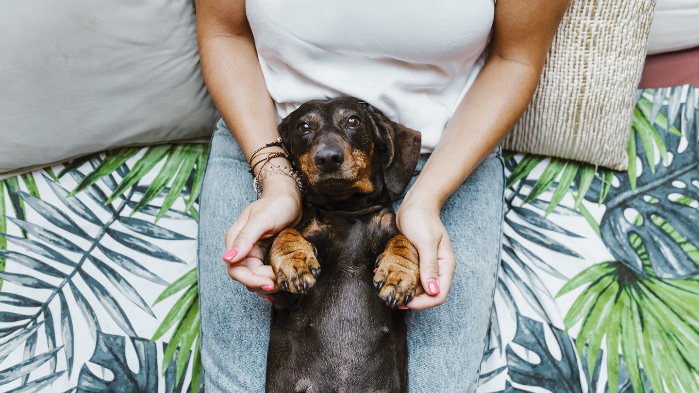 woman with pet in lap