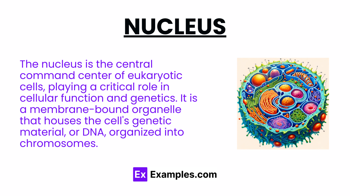 Nucleus - Structure, Nucleus Function, Distribution of Nucleus ...