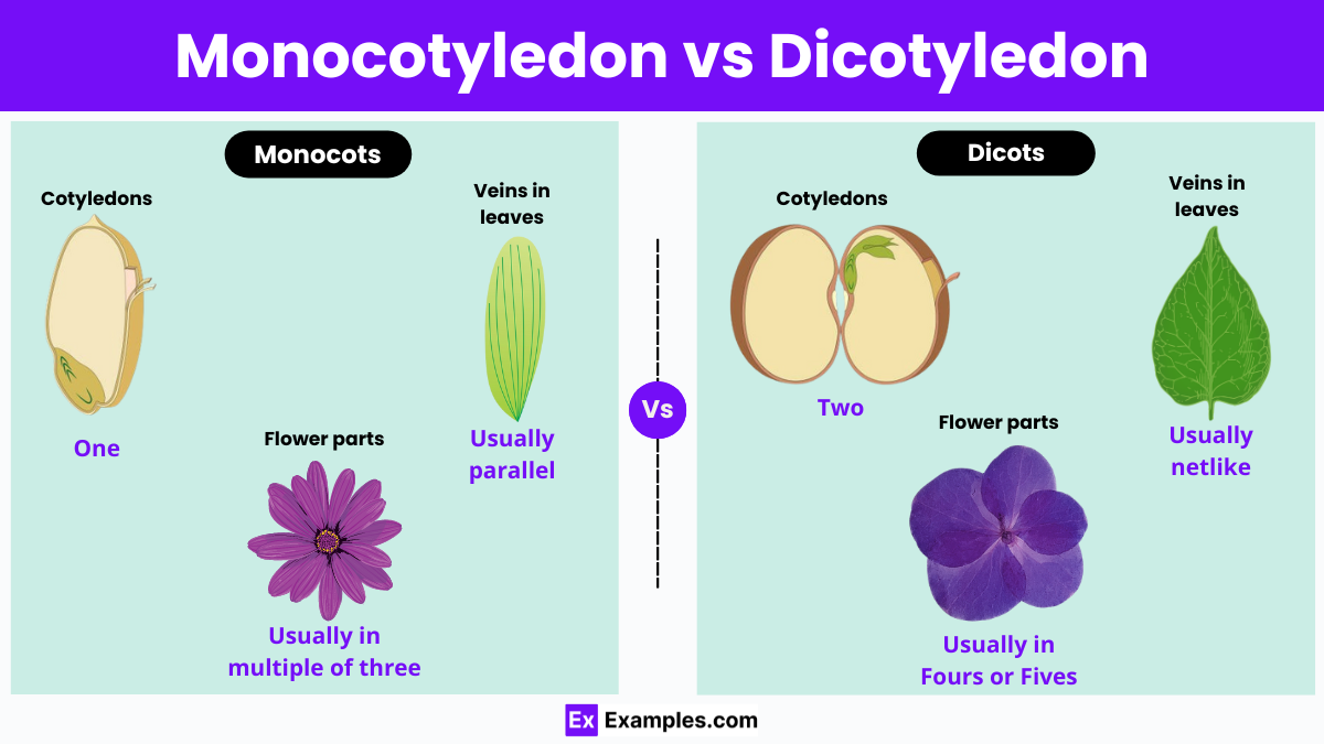 Monocotyledon vs Dicotyledon