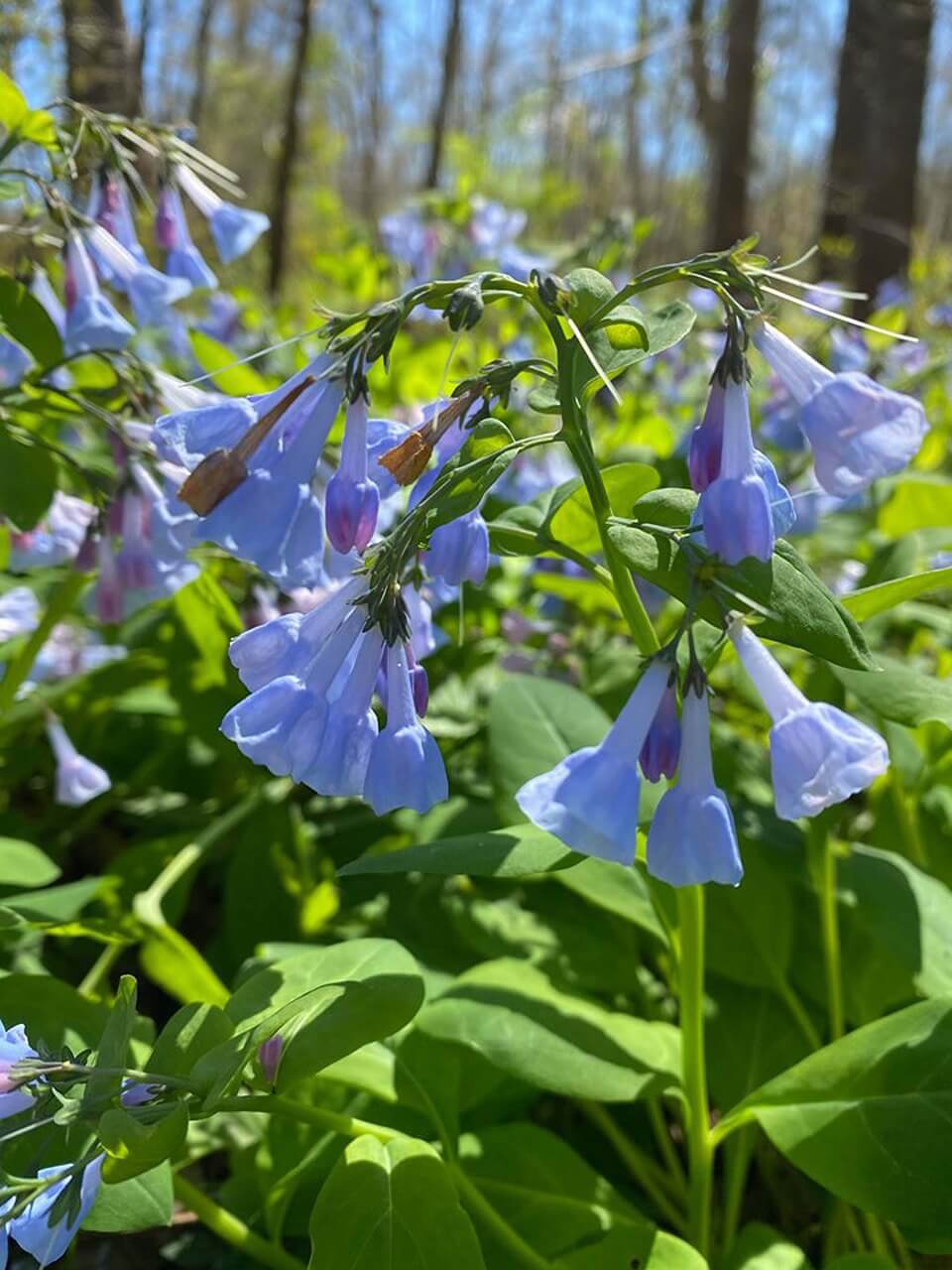 Bluebells in Nature