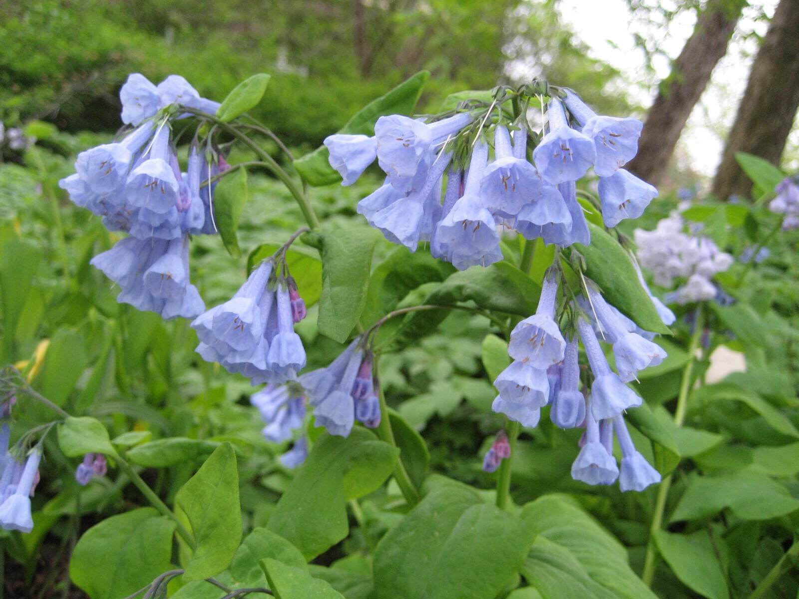 Propagating Virginia Bluebells