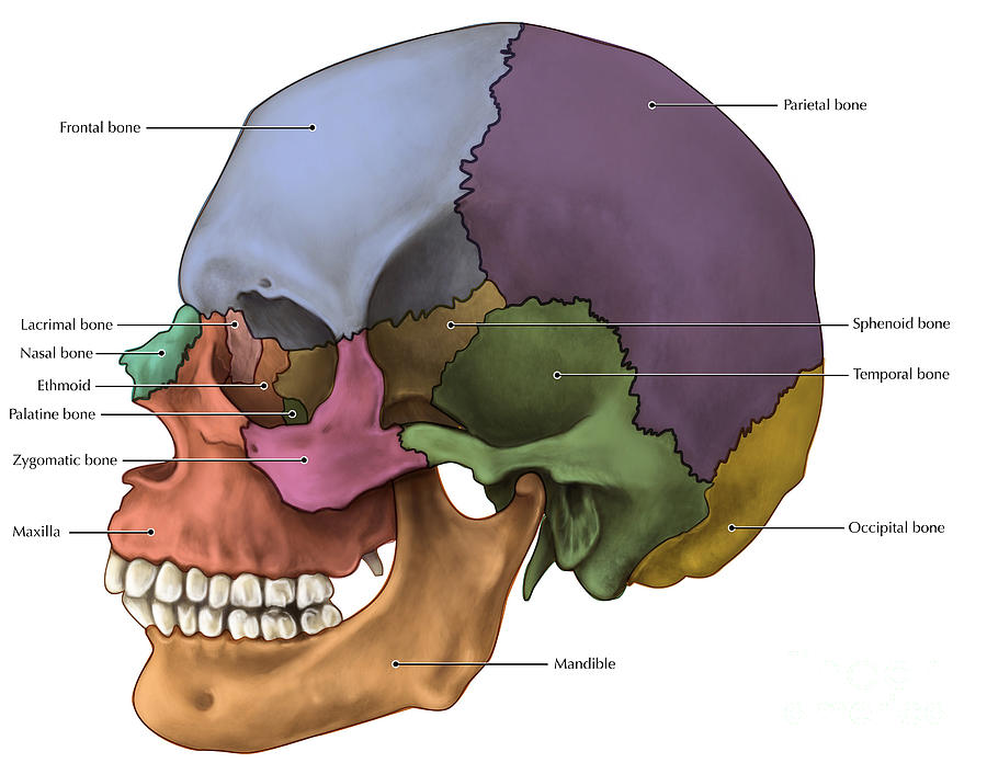 Palatine Bone On Skull