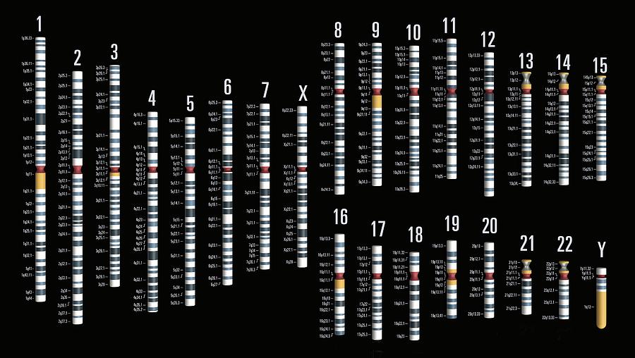 Human Genome Photograph by Carlos Clarivan/science Photo Library - Pixels