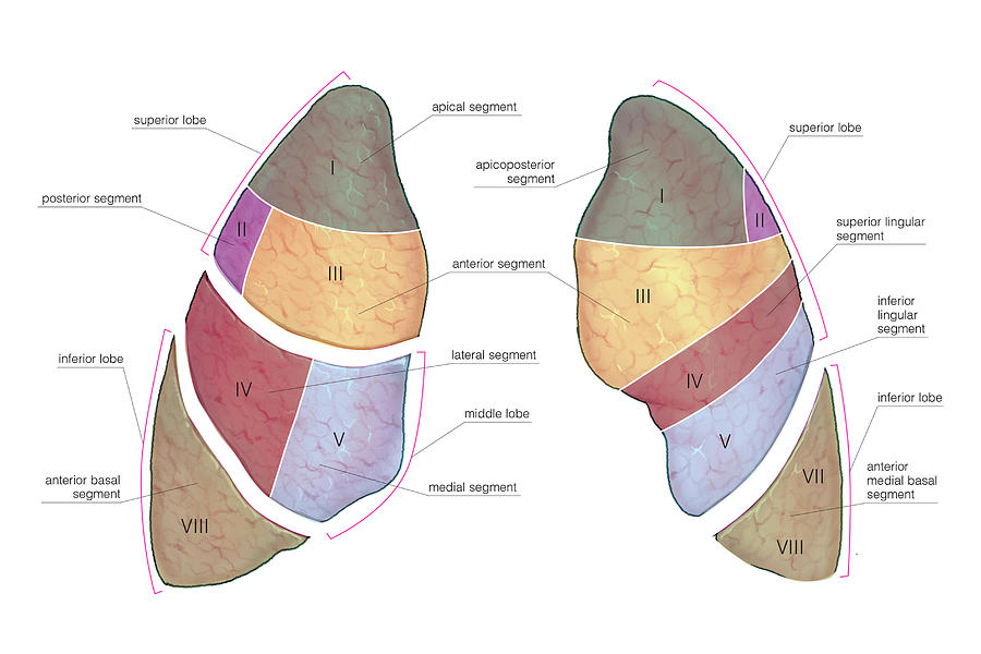 Lungs Photograph by Asklepios Medical Atlas - Fine Art America