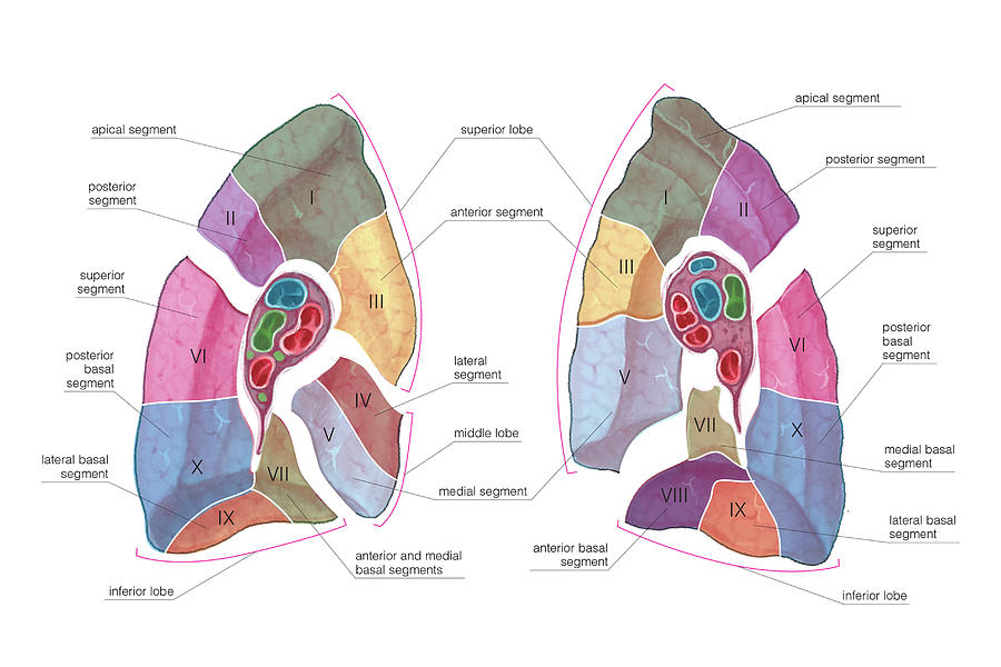 Lungs #24 Photograph by Asklepios Medical Atlas - Pixels