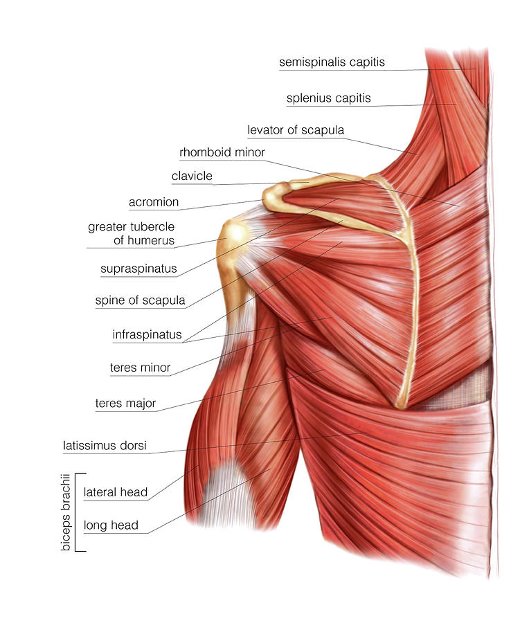 Shoulder Muscles #3 Photograph by Asklepios Medical Atlas - Pixels Merch