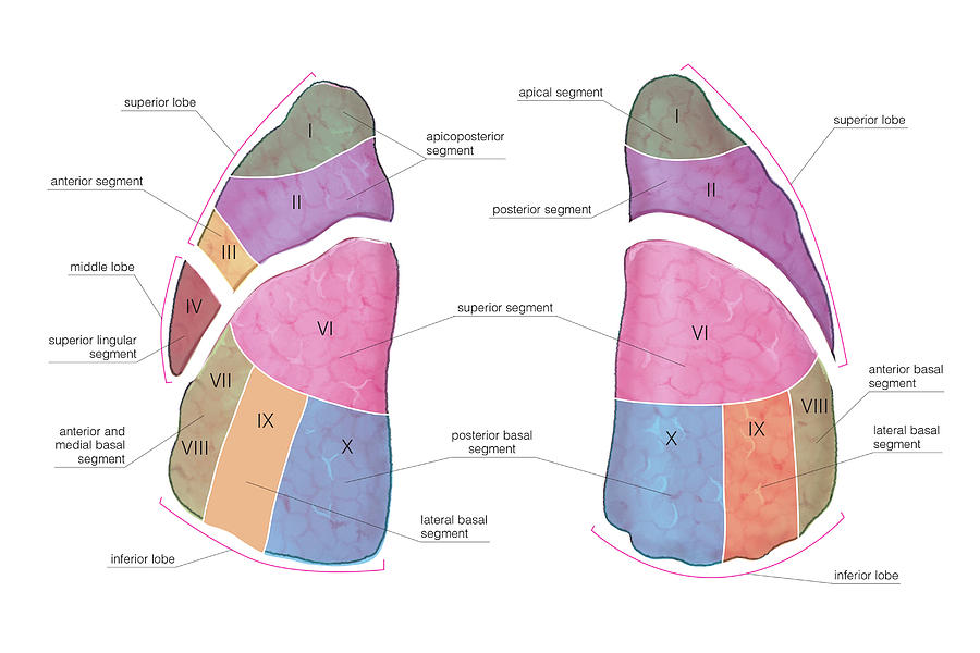 Lungs Photograph by Asklepios Medical Atlas - Pixels Merch