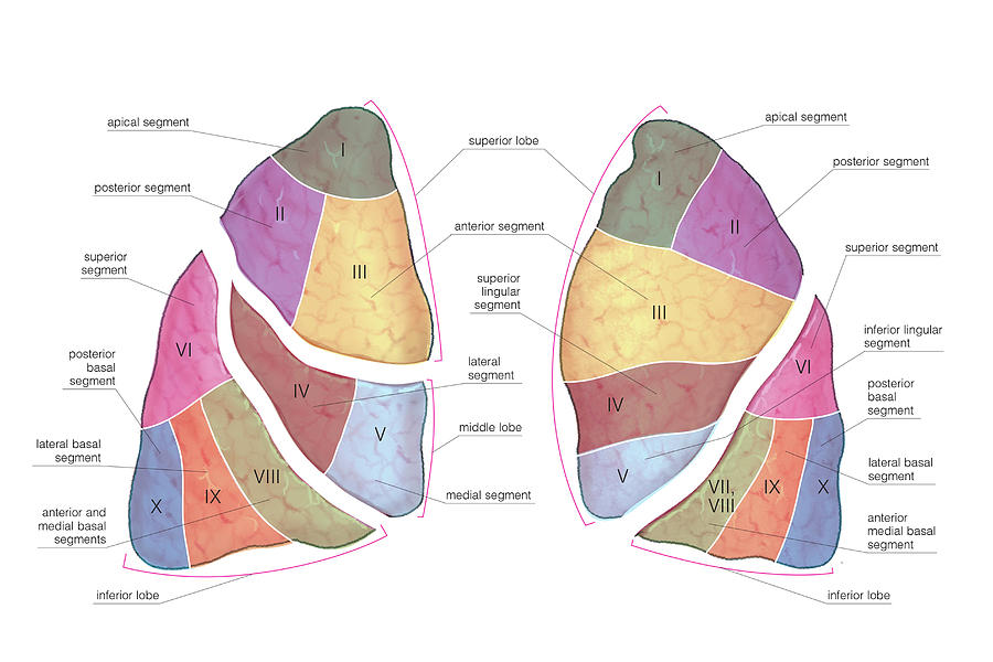 Lung Segments D Image Segmentation Lunges | My XXX Hot Girl image.