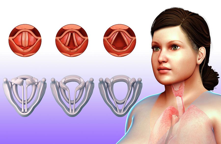 Vocal Cords Human Body