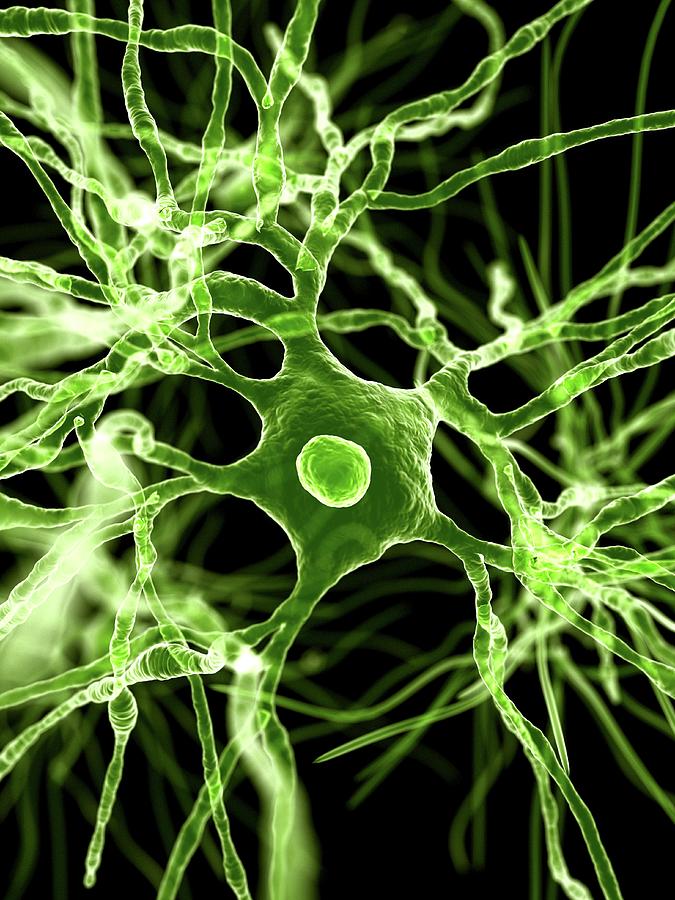 Nerve Cells #5 by Science Photo Library image.