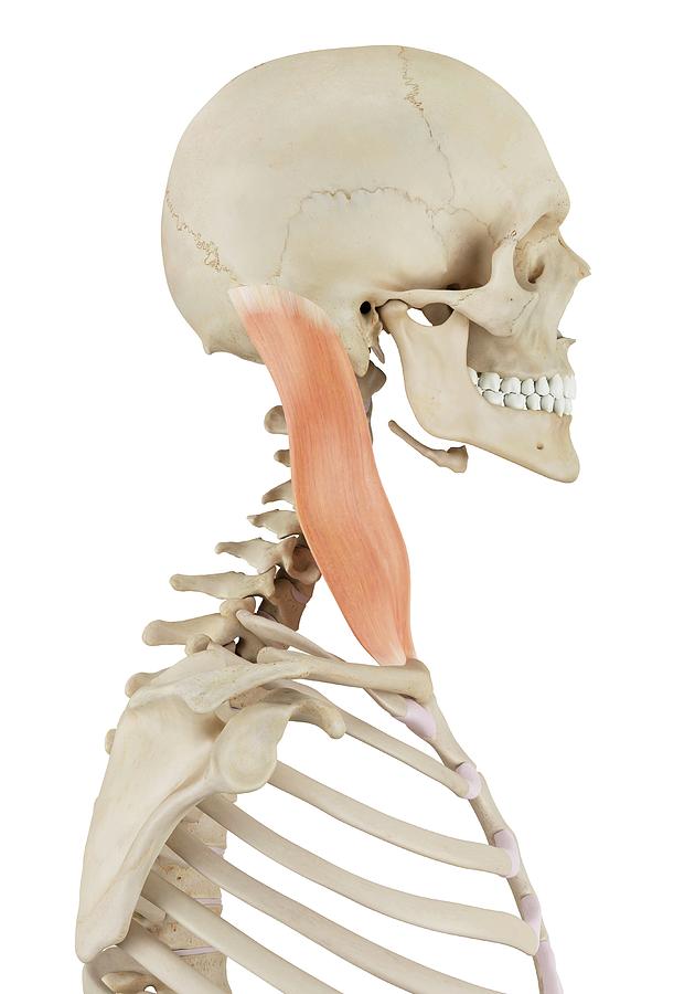 Human Neck Muscles Photograph by Sciepro | Pixels