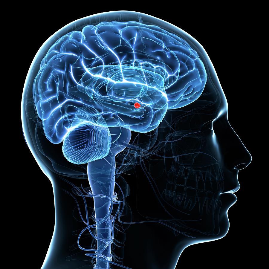 Labeled Brain Amygdala