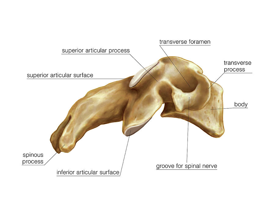 Cervical Vertebrae Lateral View Diagram