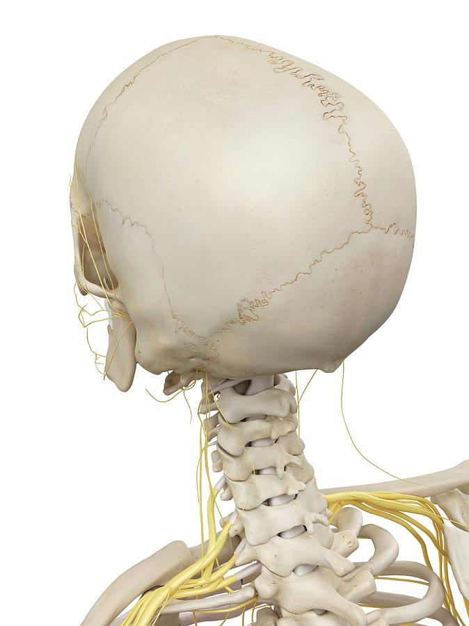 Head Bones And Nerves Photograph by Sciepro - Fine Art America