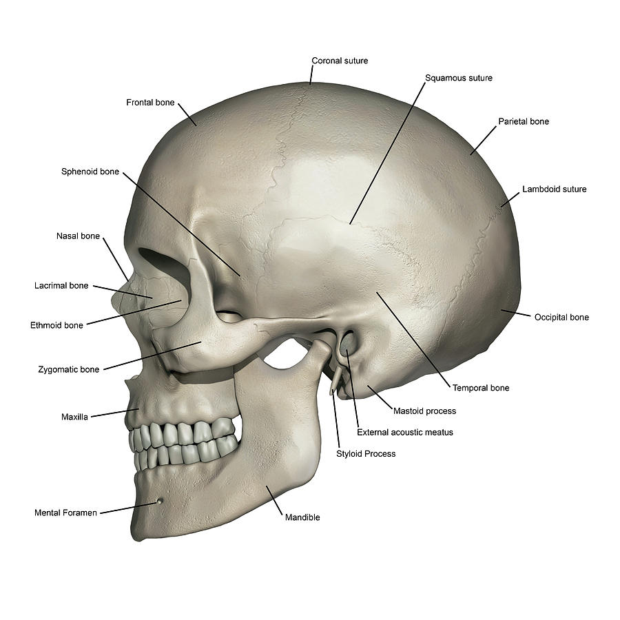 Skull Diagram Labeled