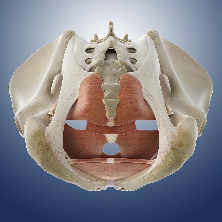 Male Pelvic Floor, Artwork Photograph by Science Photo Library