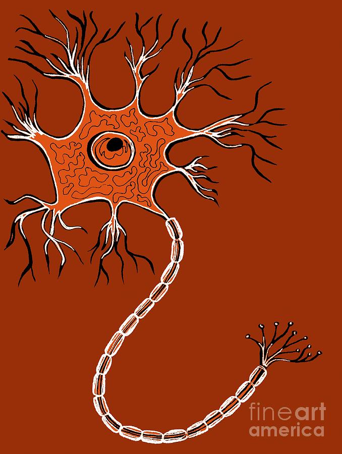 Nerve Cell, Illustration by Claudia Stocker