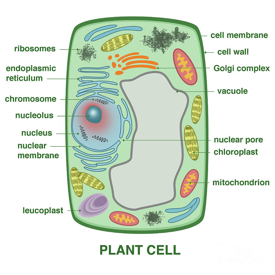 Cell Biology Plant Cell Model Typical Plant Cell Cell Model - Riset