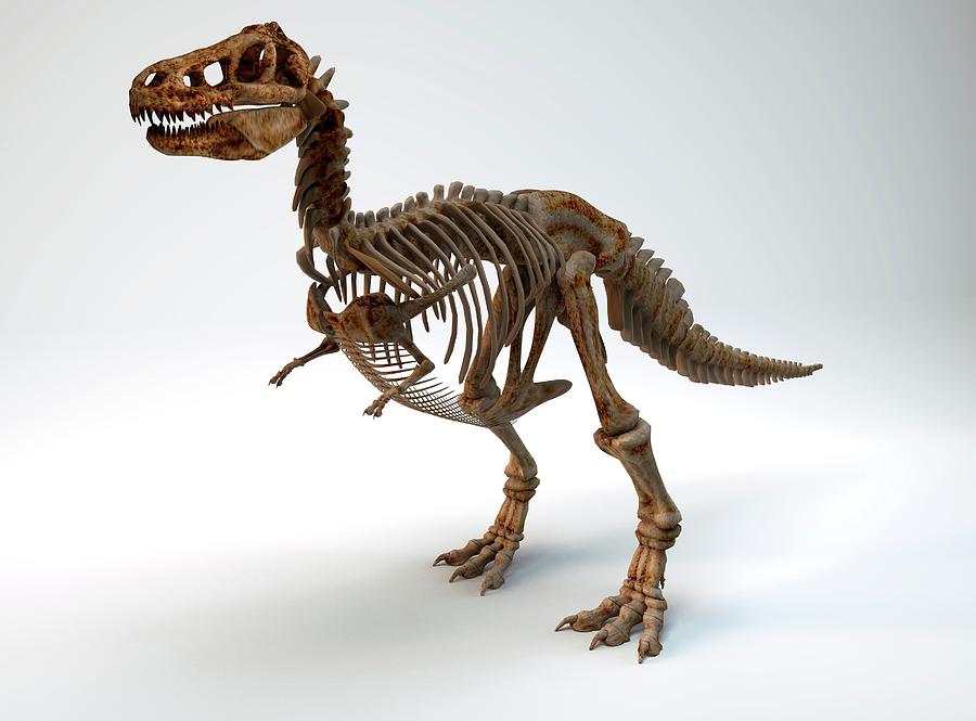 Squelette De T-rex Modèle 3D, 50% OFF