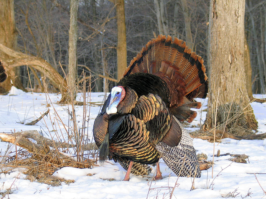 Wild Turkey in snow Photograph by Monte Loomis - Fine Art America