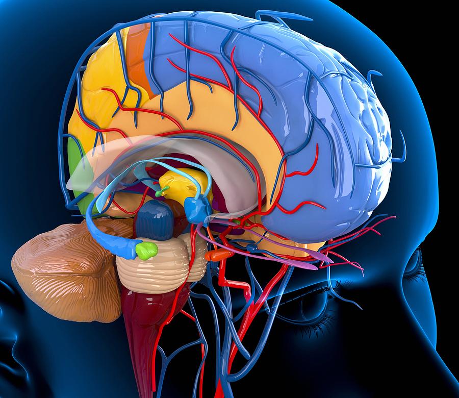 Brain Anatomy Wallpaper