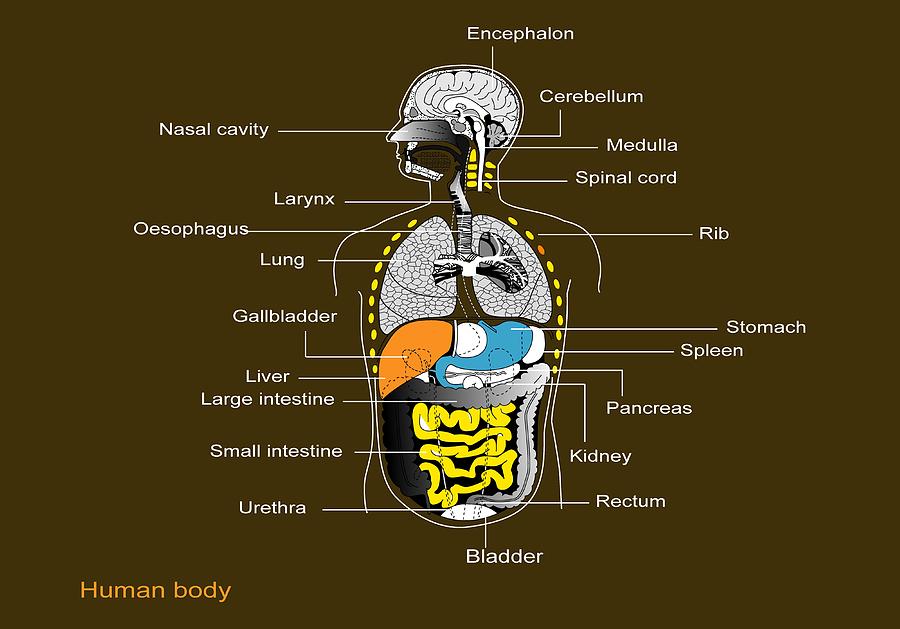 Internal Anatomy Of The Human Body