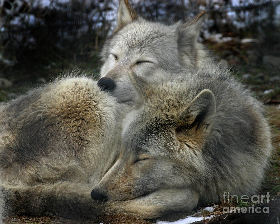 Snuggling Photograph by Deborah Smith