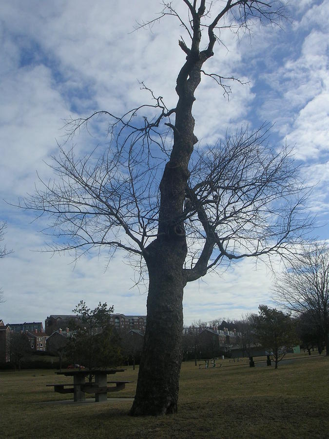 Stand Tall Photograph by Virginia Frias - Fine Art America