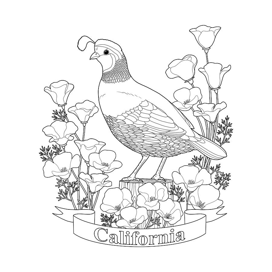 California State Flower Coloring Pages