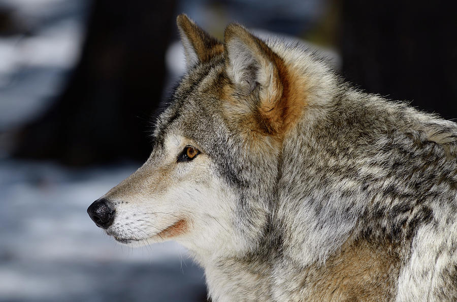 Grey Wolf Profile