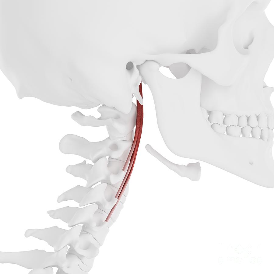 Longus Capitis Muscle Photograph by Sebastian Kaulitzki/science Photo ...