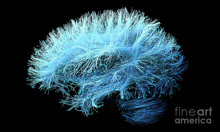 Human Brain Nerve Tracts #3 by Science Photo Library