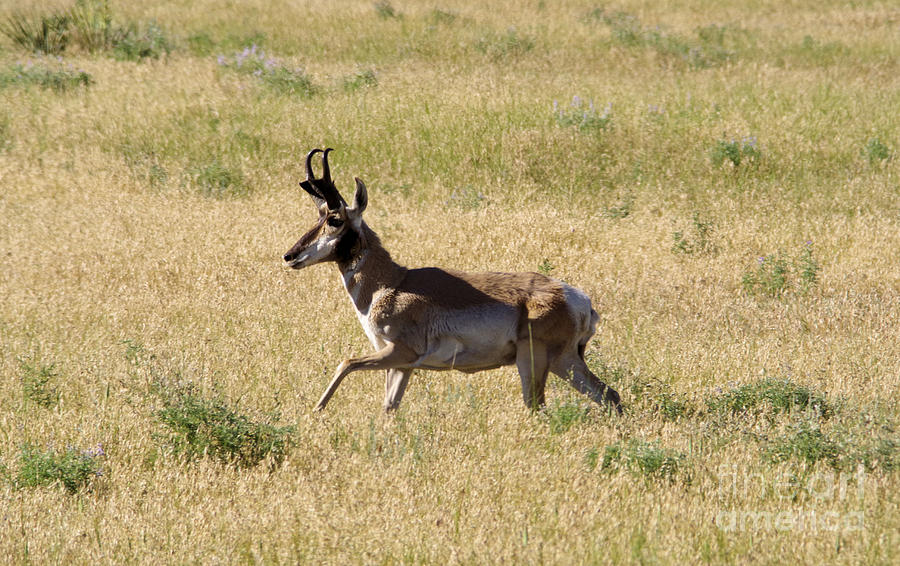 Male Pronghorn on the go Photograph by Jeff Swan - Fine Art America