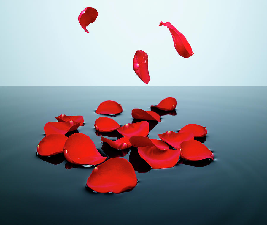 Red Rose Petals Falling Into A Pool Of By Chris Stein