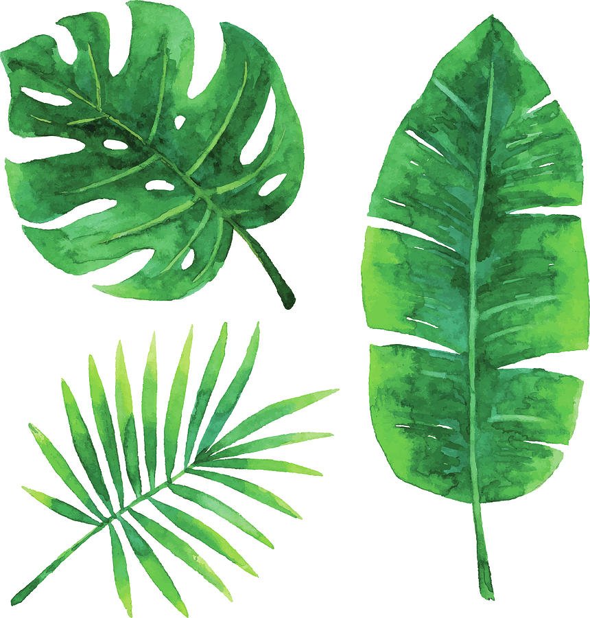 Rainforest Leaves Drawing