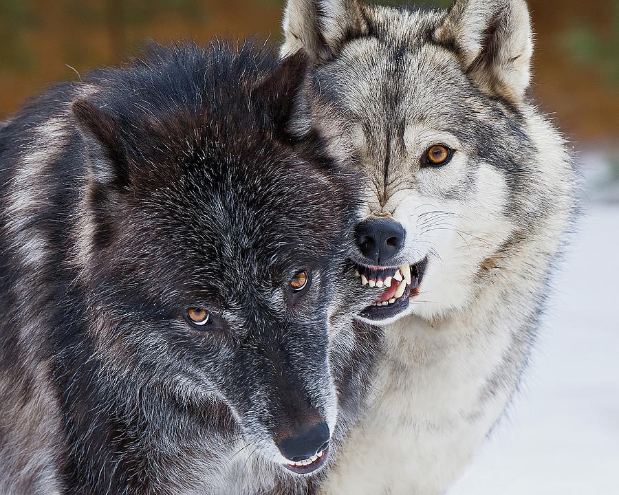 Wolf Kisses Photograph by Terry Hawthorne - Pixels