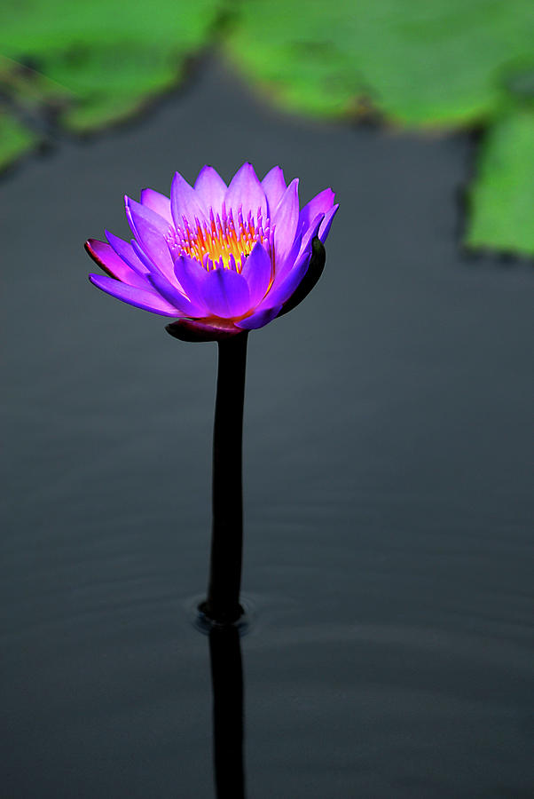 Egyptian Lotus #1 Photograph by Stephen E Morton - Fine Art America