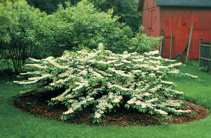 Image of Allegheny viburnum in a garden