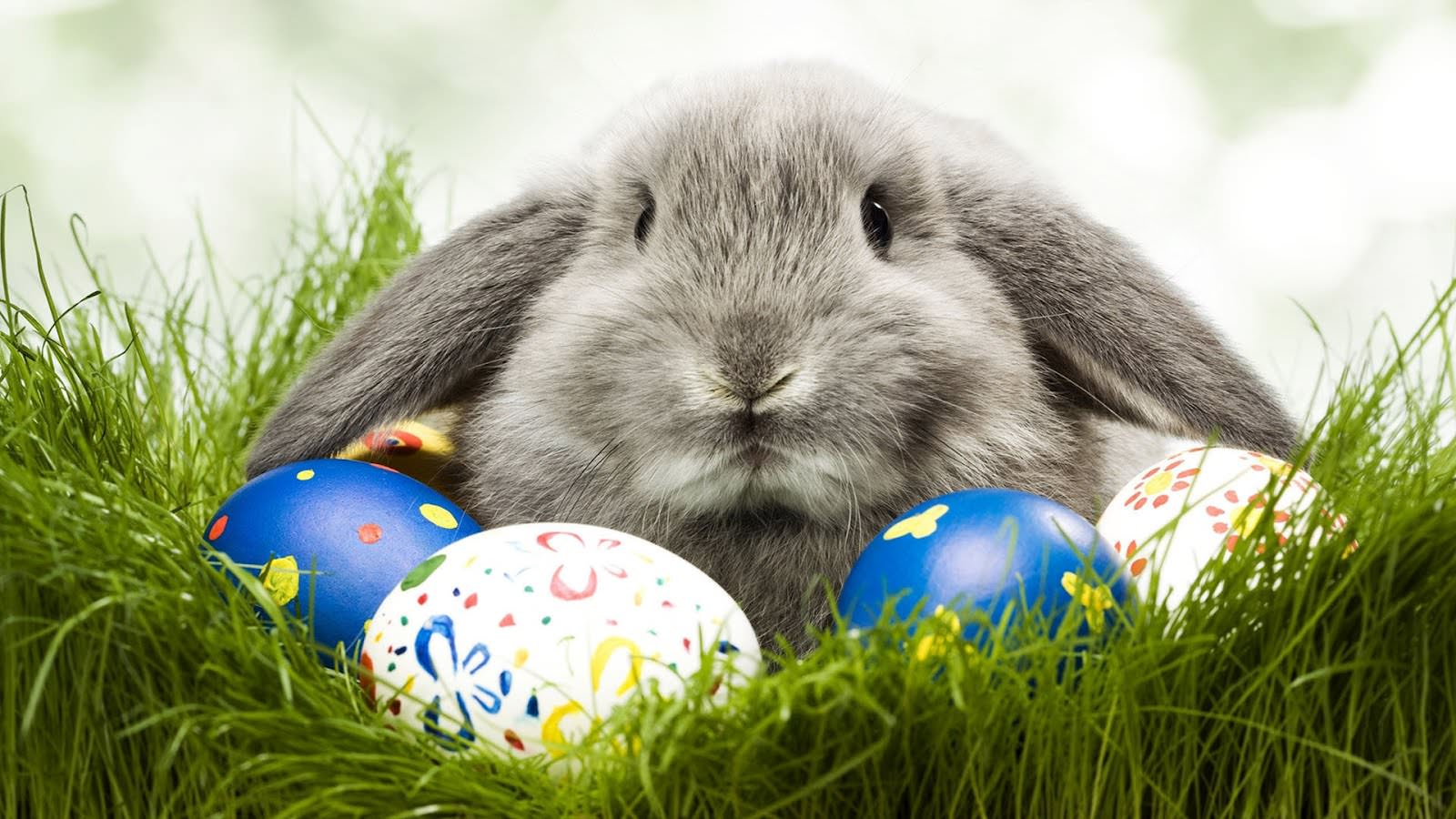 Easter Bunny Wallpaper For You