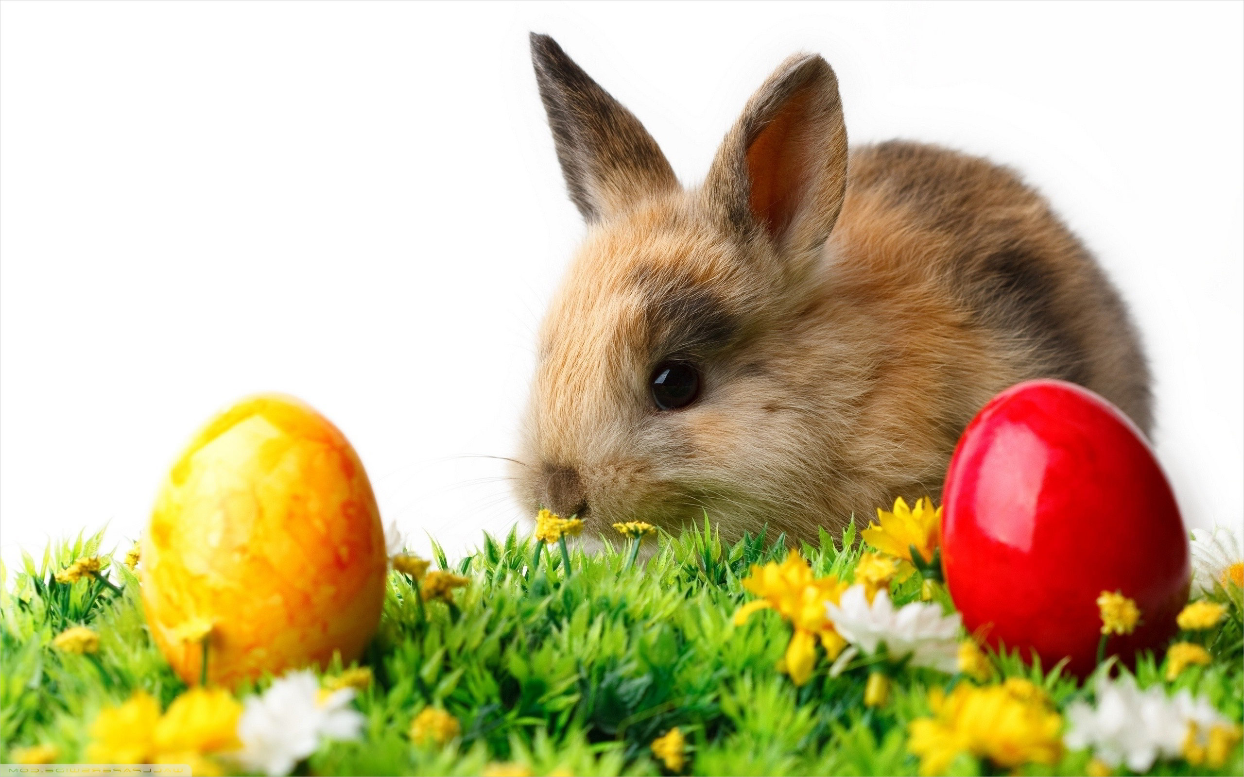 Easter Bunny with Colorful Eggs Wallpaper