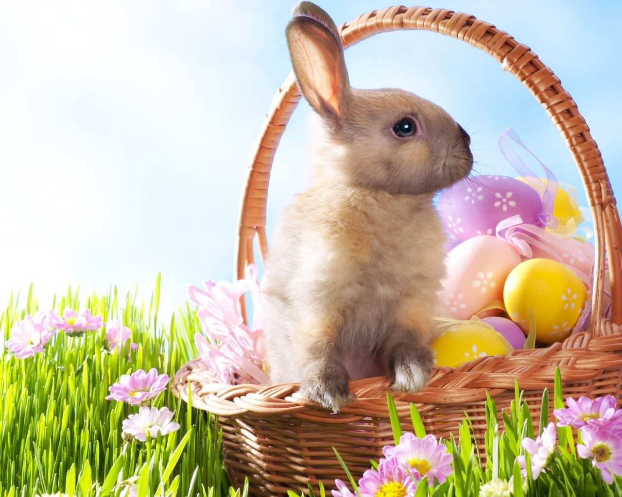 HD Easter Bunny Wallpaper For You