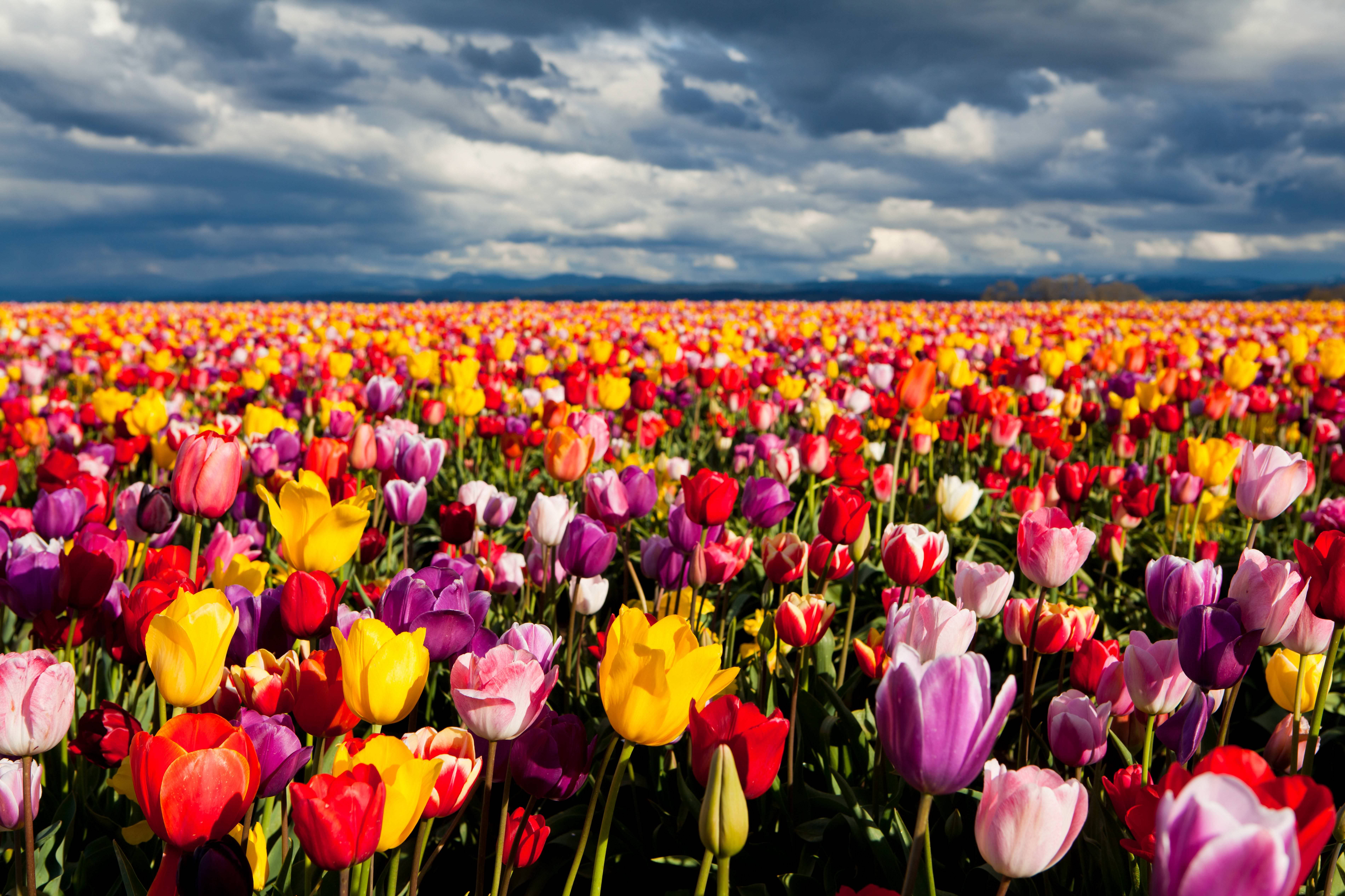 Tulip Field Wallpaper