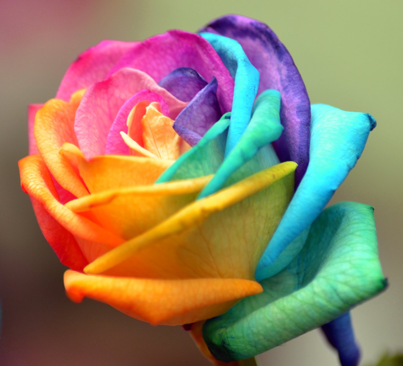 Coloured Rose Free Photo Download | FreeImages