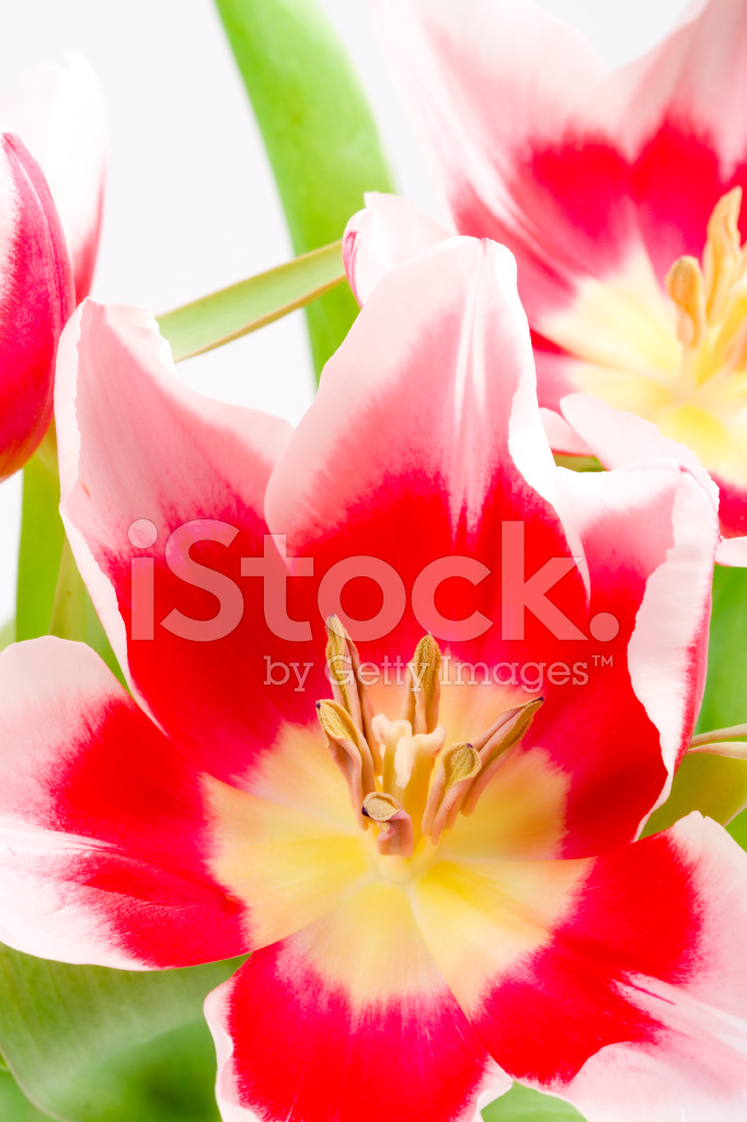 Pink Tulips Stock Photo | Royalty-Free | FreeImages